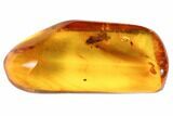 mm Fossil Cicada (Auchenorrhyncha) In Baltic Amber #123397-1